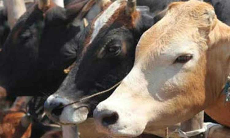 ಜಾನುವಾರುಗಳ ಆ್ಯಂಬುಲೆನ್ಸ್‌ : ನಾಳೆ ಚಾಲನೆ