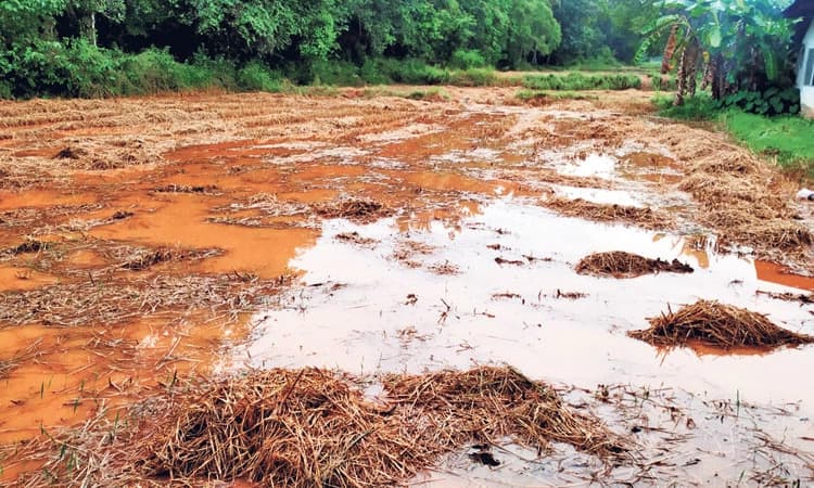 ಕರಾವಳಿಯಾದ್ಯಂತ ಭಾರೀ ಮಳೆ, ಭತ್ತದ ಬೆಳೆ ನಷ್ಟ