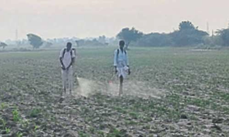 ಕಡಲೆಗೆ ಕೀಟಬಾಧೆ: ನಿಯಂತ್ರಣಕ್ಕೆ ಹರಸಾಹಸ