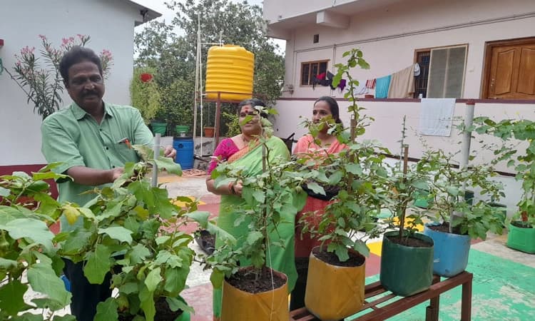 ಗಿಡಮರದೊಳಗೆ ಮನೆ-ಅಂಗಳದಲ್ಲಿ ಕಾಯಿಪಲ್ಲೆ