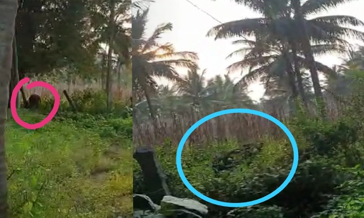 ಕರಡಿ ಪ್ರತ್ಯಕ್ಷ : ರೈತರಲ್ಲಿ ಮನೆ ಮಾಡಿದ ಆತಂಕ