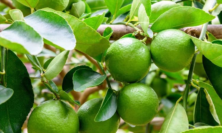 ರೈತನ ಕೈಹಿಡಿದ ನಿಂಬೆ ಬೆಳೆ