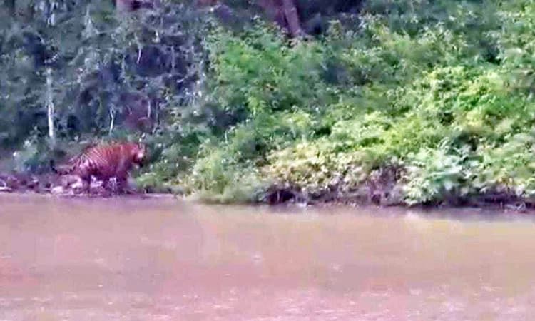 ಕಬಿನಿ ಹಿನ್ನೀರಿನಲ್ಲಿ ಈಜಿದ ಹುಲಿ !