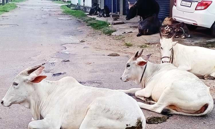 ಎಚ್‌.ಡಿ.ಕೋಟೆಯಲ್ಲಿ ಬಿಡಾಡಿ ರಾಸುಗಳಿಗೆ ಸಿಗದ ಮುಕ್ತಿ