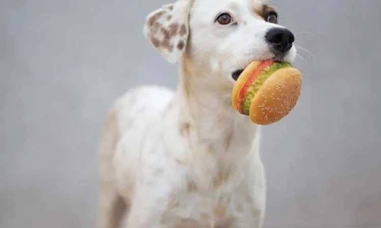 ಸಾಕು ನಾಯಿಗೆ ಸಸ್ಯಹಾರಿ ಊಟ ಕೊಟ್ಟರೆ ಜೈಲು!