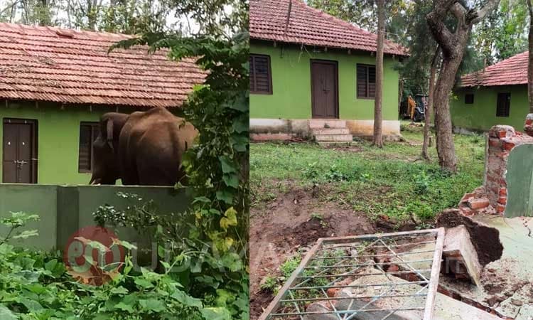 ಹುಣಸೂರು: ಮುಂದುವರೆದ ಒಂಟಿ ಸಲಗದ ದಾಂಧಲೆ