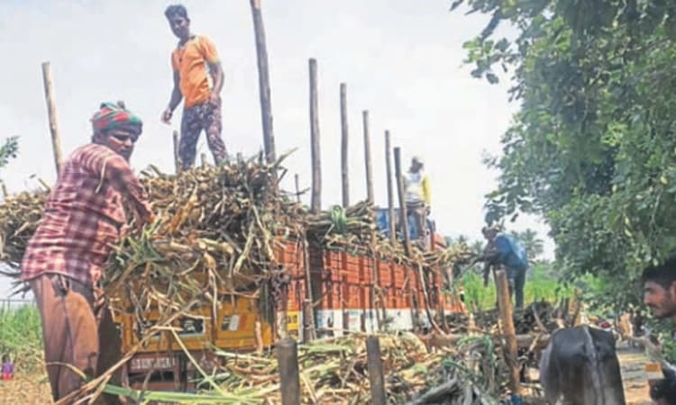 ದೂರದ ಕಾರ್ಖಾನೆಗೆ ಕಬ್ಬು ಸಾಗಾಟ; ಬೆಳೆಗಾರರ ಪರದಾಟ