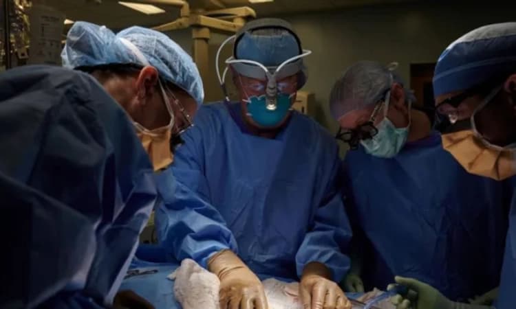 ಮನುಷ್ಯನ ದೇಹಕ್ಕೆ ಹಂದಿಯ ಕಿಡ್ನಿ ಯಶಸ್ವಿ ಕಸಿ! ಹೊಸ ಪ್ರಯೋಗದಲ್ಲಿ ಅಮೆರಿಕ ವಿಜ್ಞಾನಿಗಳು