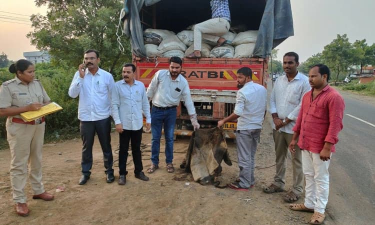 9 ಟನ್‌ ಜಾನುವಾರು ಚರ್ಮ ಜಪ್ತಿ