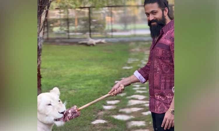 ಹೆದರದೇ ಸಿಂಹಕ್ಕೆ ಮಾಂಸ ತಿನ್ನಿಸಿದ ನಟ ಯಶ್ : ವಿಡಿಯೋ ವೈರಲ್