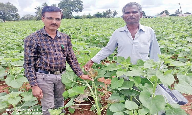 ಸೂರ್ಯಕಾಂತಿಗೆ ಕೀಟಬಾಧೆ : ರೈತರಿಗೆ ಸಂಕಷ್ಟ  