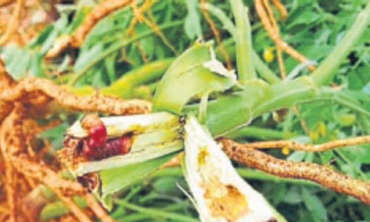 ತೊಗರಿ ಬೆಳೆಗೆ ಹುಳ-ಕೀಟ, ಫಂಗಸ್‌ ಕಾಟ