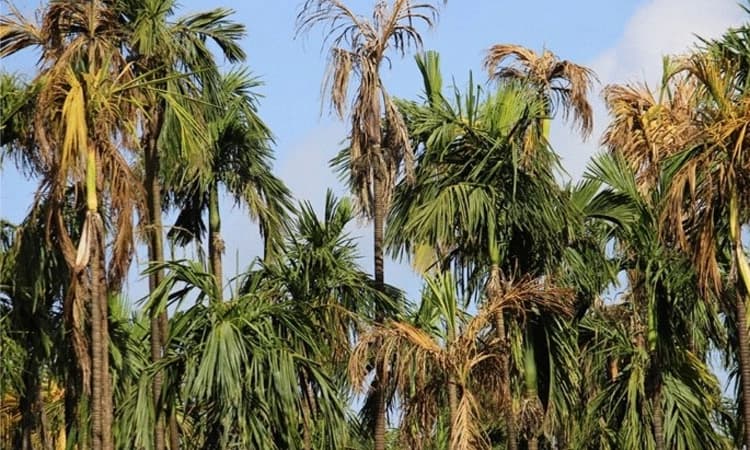 ಅಡಿಕೆ ಹಳದಿ ಎಲೆ ರೋಗ ಸಮಸ್ಯೆ: ಹೊಸ ತಳಿ ಅಭಿವೃದ್ಧಿಯತ್ತ ಚಿತ್ತ