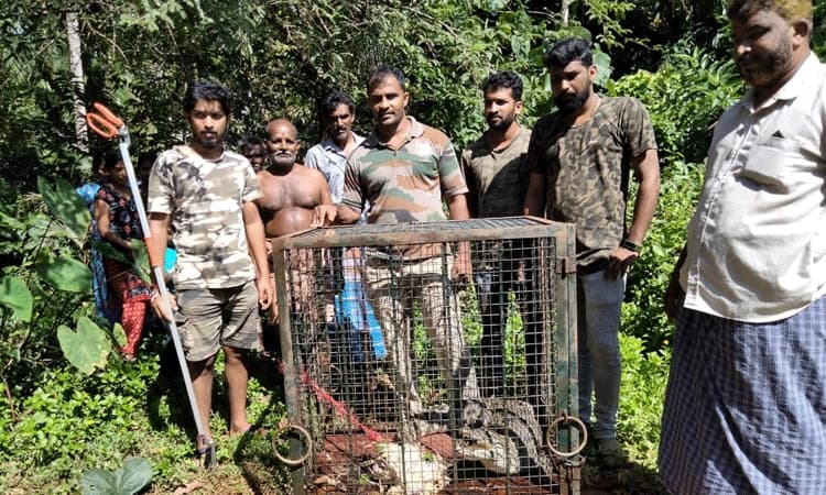 ಕೆರೆಗೆ ಬಿದ್ದ ಮೊಸಳೆ ಸೆರೆ