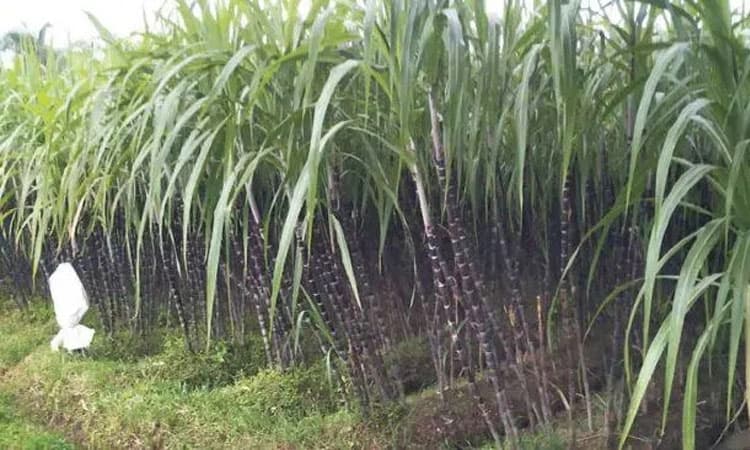 ಕಬ್ಬಿಗರಿಗೆ ಸಕ್ಕರೆ ಕಾರ್ಖಾನೆ ಗುದ್ದು