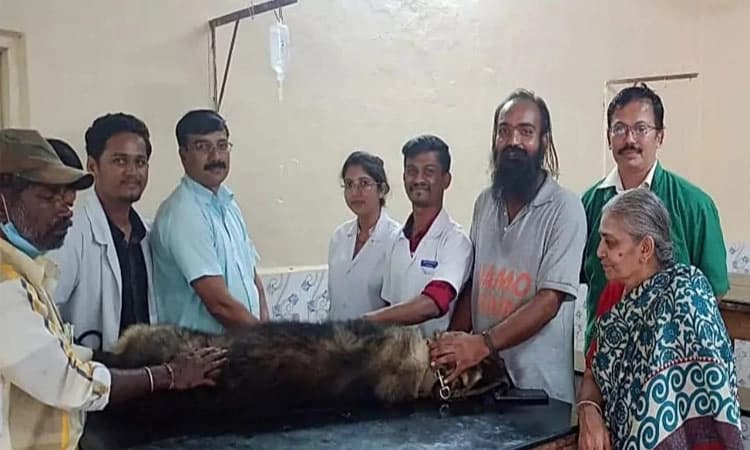 ರಕ್ತದಾನ ಮಾಡಿ ಮತ್ತೊಂದು ನಾಯಿಯ ಜೀವ ಉಳಿಸಿದ ಜರ್ಮನ್ ಶಫರ್ಡ್