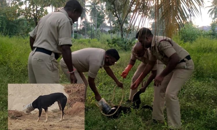 ಶ್ವಾನದ ತಲೆಗೆ ಸಿಲುಕಿದ ಪ್ಲಾಸ್ಟಿಕ್‌ ಬಾಟಲಿ ; ಅಗ್ನಿಶಾಮಕ ಸಿಬಂದಿಯಿಂದ ರಕ್ಷಣೆ