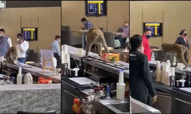 ವಿಮಾನ ನಿಲ್ದಾಣಕ್ಕೆ ಆಗಮಿಸಿದ ವಾನರ!