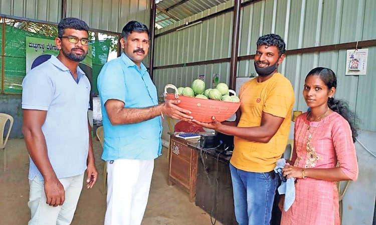 ನವರಾತ್ರಿಗೆ ಮಾರುಕಟ್ಟೆ ಪ್ರವೇಶಿಸಲಿದೆ ಮಟ್ಟುಗುಳ್ಳ