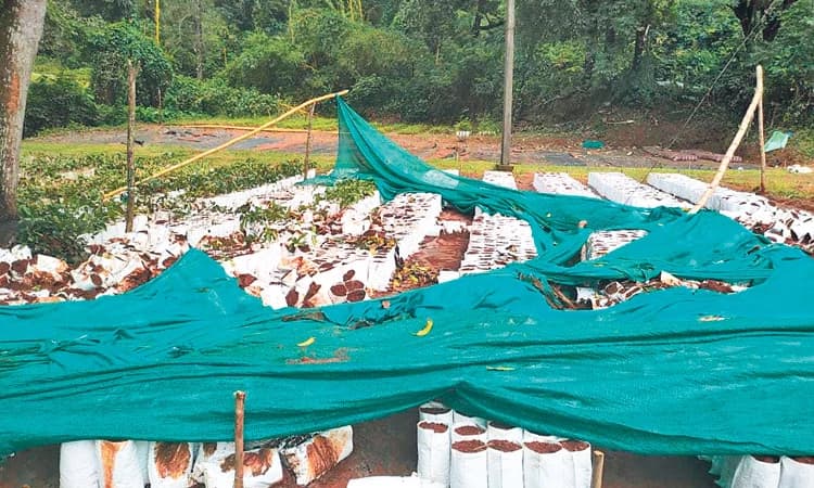 ಕೃಷಿಕರನ್ನು ಬೆಂಬಿಡದೆ ಕಾಡುವ ಕಾಡಾನೆ!