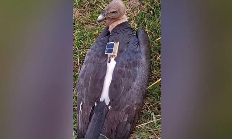 ನೇಪಾಳದಲ್ಲಿ ಹತ್ತು ತಿಂಗಳ ಹಿಂದೆ ನಾಪತ್ತೆಯಾಗಿದ್ದ ರಣಹದ್ದು ಕೊನೆಗೂ ಪತ್ತೆ