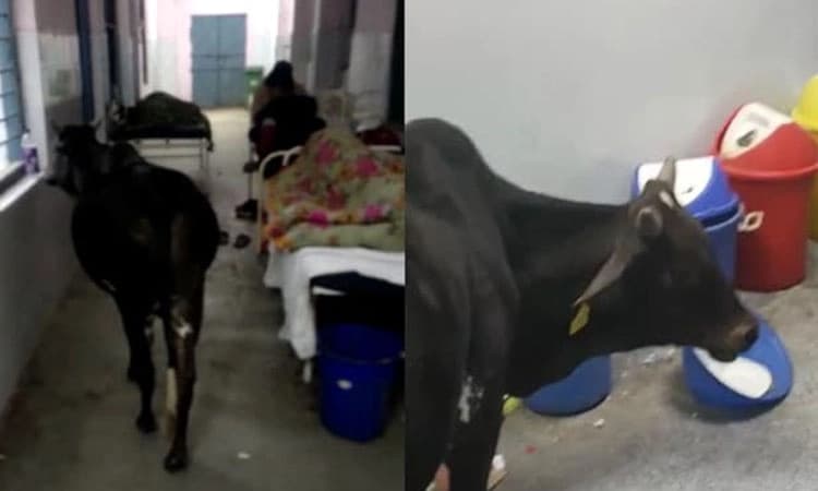 ಆಸ್ಪತ್ರೆಯ ಐಸಿಯು ವಾರ್ಡ್‌ಗೆ ಬಂದು ಮೆಡಿಕಲ್‌ ತ್ಯಾಜ್ಯ ತಿಂದ ದನ.! ವಿಡಿಯೋ ವೈರಲ್