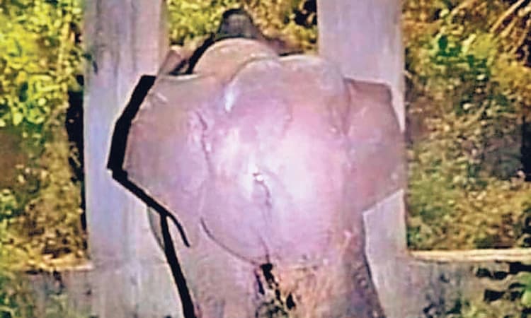 ಕಾಡಾನೆಯ ರಕ್ಷಣೆಗೆ ಬಂದ ಅಡುಗೆ ಎಣ್ಣೆ, ಸಾಬೂನು ಹುಡಿ!