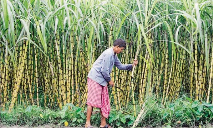 ಕಬ್ಬು ಬೆಳೆಗಾರರ ಸಮಸ್ಯೆಗೆ ಶಾಶ್ವತ ಪರಿಹಾರ ಸಿಗಲಿ