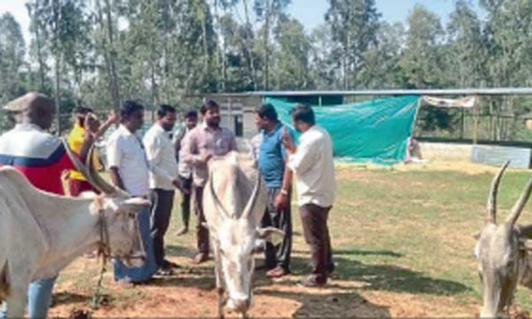 ಗೋ ಶಾಲೆಯಲ್ಲಿ ಹಸುಗಳ ಸಾವು: ಆಕ್ರೋಶ