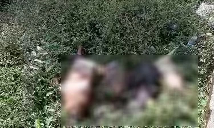 ಚಾರ್ಮಾಡಿ ಘಾಟ್ ನಲ್ಲಿ ಹಂದಿಗಳ ಕಳೇಬರ ಎಸೆದು ಹೋದ ಕಿಡಿಗೇಡಿಗಳು