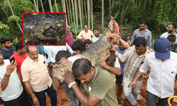 ಮೈಸೂರು: ಆತಂಕ ಸೃಷ್ಟಿಸಿದ್ದ ಬೃಹತ್ ಮೊಸಳೆ ಕೊನೆಗೂ ಬಲೆಗೆ