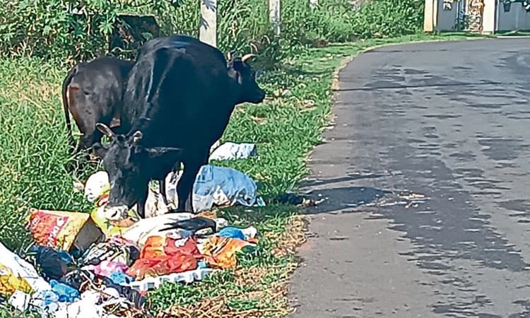 ತ್ಯಾಜ್ಯಕ್ಕೆ ಮುಗಿಬೀಳುತ್ತಿರುವ ಪ್ರಾಣಿಗಳು, ಅಪಘಾತಕ್ಕೂ ಆಹ್ವಾನ