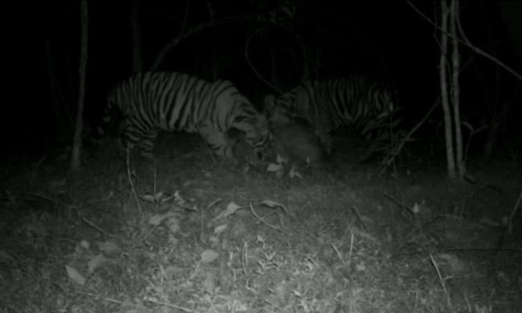 ಹುಣಸೂರು: ಉರುಳಿಗೆ ಬಲಿಯಾಗಿದ್ದ ಹುಲಿಯ ಮೂರು ಮರಿಗಳು ಸುರಕ್ಷಿತ