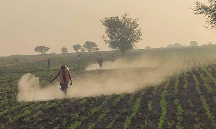 ಕುಷ್ಟಗಿ: ಕಡಲೆ ಬೆಳೆಗೆ ಹಸಿರು ಕೀಟ ಬಾಧೆ; ಸಿಂಪಡಣೆಗೆ ಔಷಧಿ ಸಿಗದೆ ರೈತರು ಕಂಗಾಲು