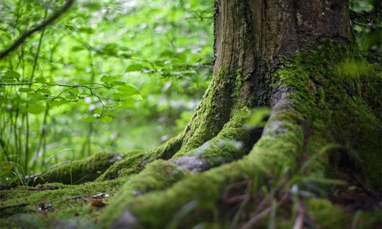 ಡೀಮ್ಡ್ ಫಾರೆಸ್ಟ್‌ ಕಗ್ಗಂಟು: ಪರಿಹಾರ ಸದ್ಯಕ್ಕಿಲ್ಲ