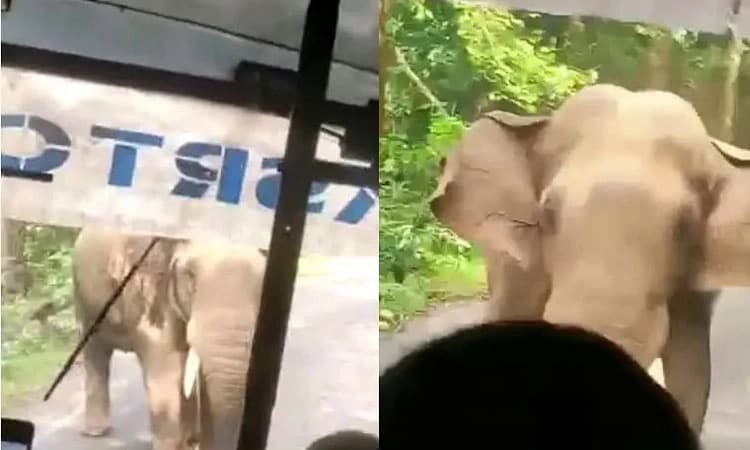 ಅಟ್ಟಾಡಿಸಿಕೊಂಡು ಬಂದ ಕಾಡಾನೆ… 8 ಕೀ.ಮಿ ರಿವರ್ಸ್‌ ಗೇರ್‌ ನಲ್ಲಿ ಬಸ್ ಚಲಾಯಿಸಿದ ಚಾಲಕ!