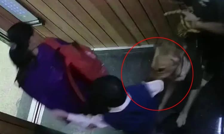 ವಿಡಿಯೋ… ಲಿಫ್ಟ್‌ನೊಳಗೆ ಶಾಲಾ ಬಾಲಕನಿಗೆ ಕಚ್ಚಿದ ಸಾಕು ನಾಯಿ