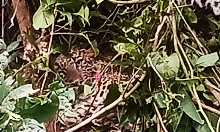 ಶಿರ್ವ: ತಂತಿ ಬೇಲಿಗೆ ಸಿಲುಕಿ ಬಿದ್ದ ಚಿರತೆ, ಅರಣ್ಯಾಧಿಕಾರಿಗಳು ದೌಡು