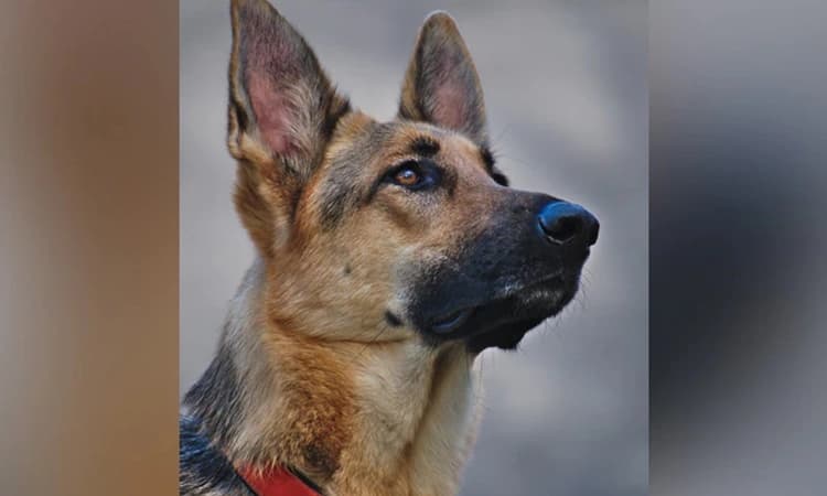 ಸಾಕು ನಾಯಿಯಿಂದ ದಾಳಿಗೊಳಗಾದ ಗುರುಗ್ರಾಮ್​ನ ಮಹಿಳೆಗೆ 2 ಲಕ್ಷ ಪರಿಹಾರ!