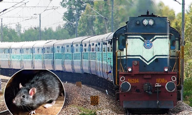 ಕಾರವಾರ-ಬೆಂಗಳೂರು ರೈಲನ್ನು ನಿಲ್ಲಿಸಿದ ಇಲಿ! ಪ್ರಯಾಣಿಕರಲ್ಲಿ ಆತಂಕ