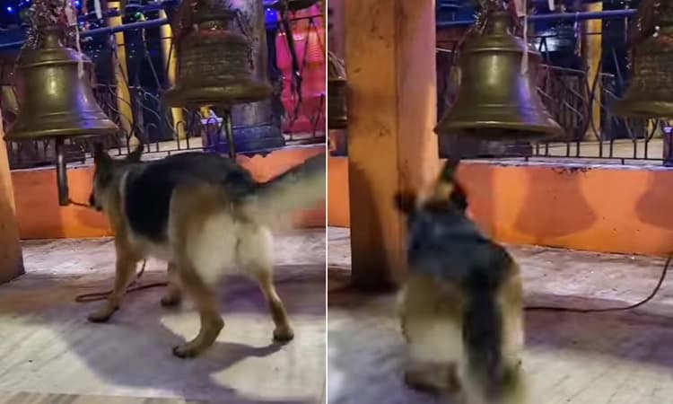 ದೇವಸ್ಥಾನದಲ್ಲಿ ಗಂಟೆ ಬಾರಿಸುತ್ತೆ ಈ ಶ್ವಾನ! ಸಾಮಾಜಿಕ ಜಾಲತಾಣದಲ್ಲಿ ವಿಡಿಯೋ ಭಾರಿ ವೈರಲ್