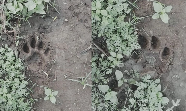 ಹುಣಸೂರು: ಜಮೀನೊಂದರಲ್ಲಿ ಹುಲಿ ಹೆಜ್ಜೆ ಪತ್ತೆ; ಗ್ರಾಮಸ್ಥರಲ್ಲಿ ಆತಂಕ
