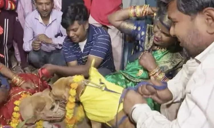 ಶೇರು ವೆಡ್ಸ್‌ ಸ್ವೀಟಿ: ಮಕ್ಕಳಿಲ್ಲದ ದಂಪತಿಯಿಂದ ಮಗಳಂತೆ ಸಾಕಿದ ನಾಯಿಯ ಅದ್ಧೂರಿ ಮದುವೆ.!
