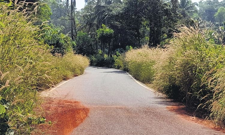 ಬಳ್ಕುಂಜೆ – ಕಡಮ ಕ್ರಾಸ್‌; ರಸ್ತೆ ಬದಿ ಬೆಳೆದು ನಿಂತ ಹುಲ್ಲು, ಸಂಚಾರಕ್ಕೆ ತಡೆ
