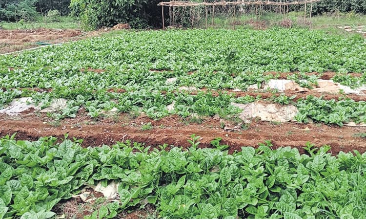 ಮಾರುಕಟ್ಟೆಯಲ್ಲಿ ಹೆಚ್ಚಿದ ಬೇಡಿಕೆ, ಗಿಡಕ್ಕೆ ಕಾಡುತ್ತಿದೆ ರೋಗ