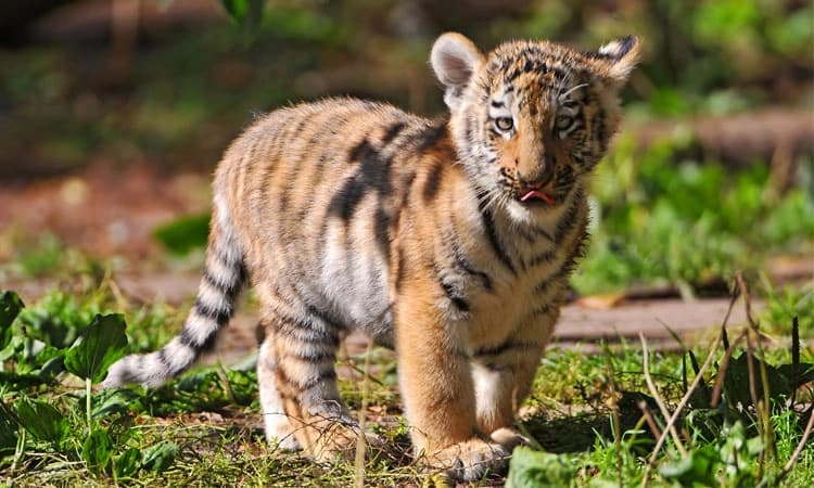 ಪಿಲಿಕುಳ ಜೈವಿಕ ಉದ್ಯಾನವನದ ಹುಲಿ ಮರಿ ಸಾವು