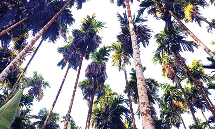 ಗುಂಡೂರಿಗೂ ವ್ಯಾಪಿಸಿದ ಅಡಿಕೆ ಎಲೆಚುಕ್ಕಿ ರೋಗ!