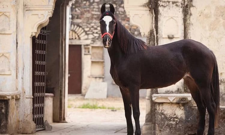 ಬಾಂಗ್ಲಾದೇಶದ ಅಧ್ಯಕ್ಷರ ಸಾರೋಟಿಗೆ ಮಾರ್ವಾರಿ ಕುದುರೆ