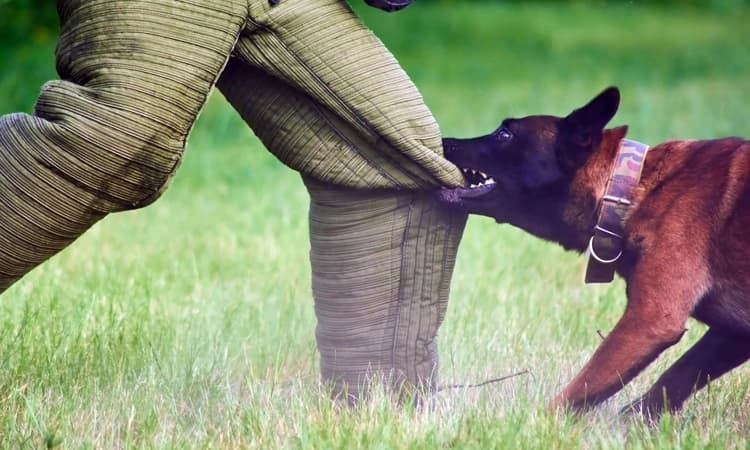 ಸಾಕು ನಾಯಿ ಕಚ್ಚಿದರೆ ಮಾಲೀಕರಿಗೆ ಬೀಳುತ್ತೆ 10ಸಾವಿರ ದಂಡ! ನೋಯ್ಡಾ ಪ್ರಾಧಿಕಾರದಿಂದ ನಿರ್ಧಾರ