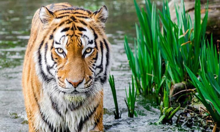 ಜಮೀನಿನ ಬೇಲಿಗೆ ಹಾಕಿದ್ದ ಉರುಳಿಗೆ ಸಿಕ್ಕಿಬಿದ್ದ ಹುಲಿ; ಕೊಳೆತ ಸ್ಥಿತಿಯಲ್ಲಿ ಪತ್ತೆ